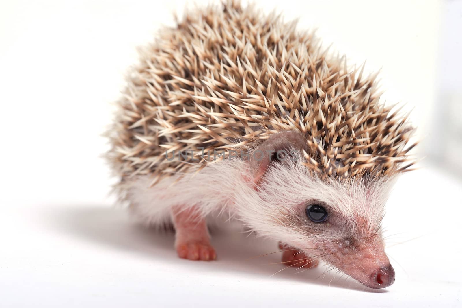 Hedgehog isolate on white background by think4photop