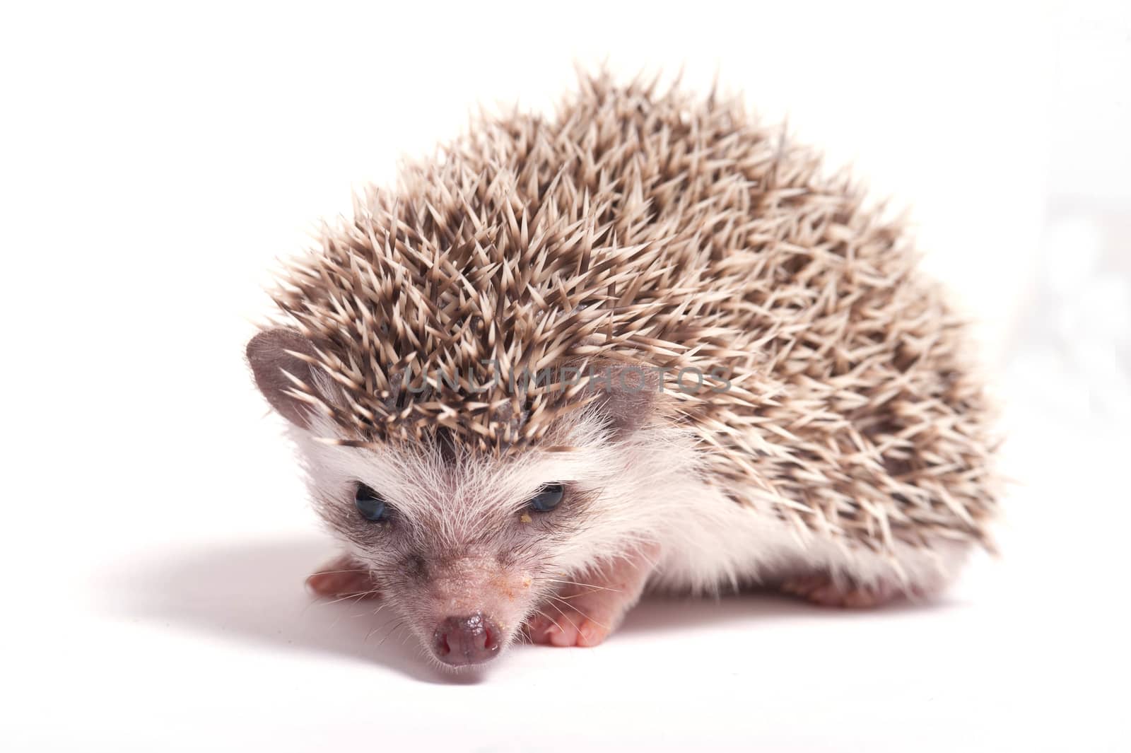 Hedgehog isolate on white background