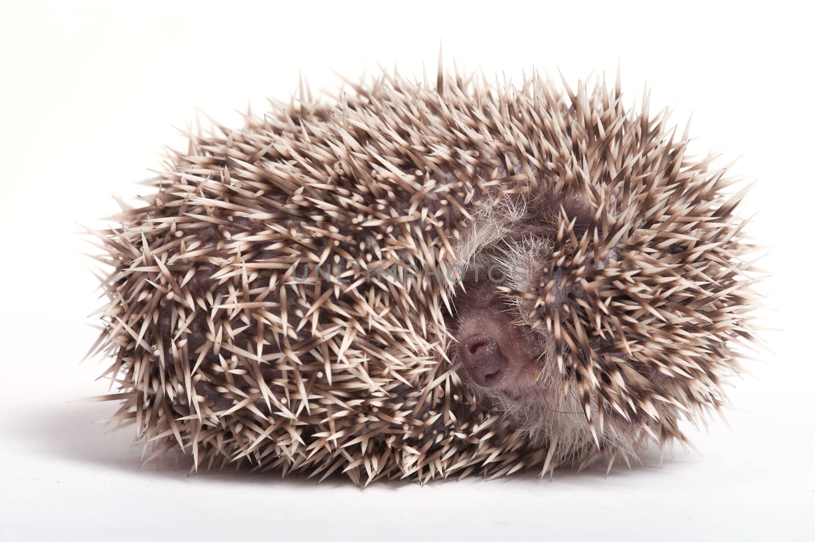 Hedgehog sleeping isolate on white background by think4photop