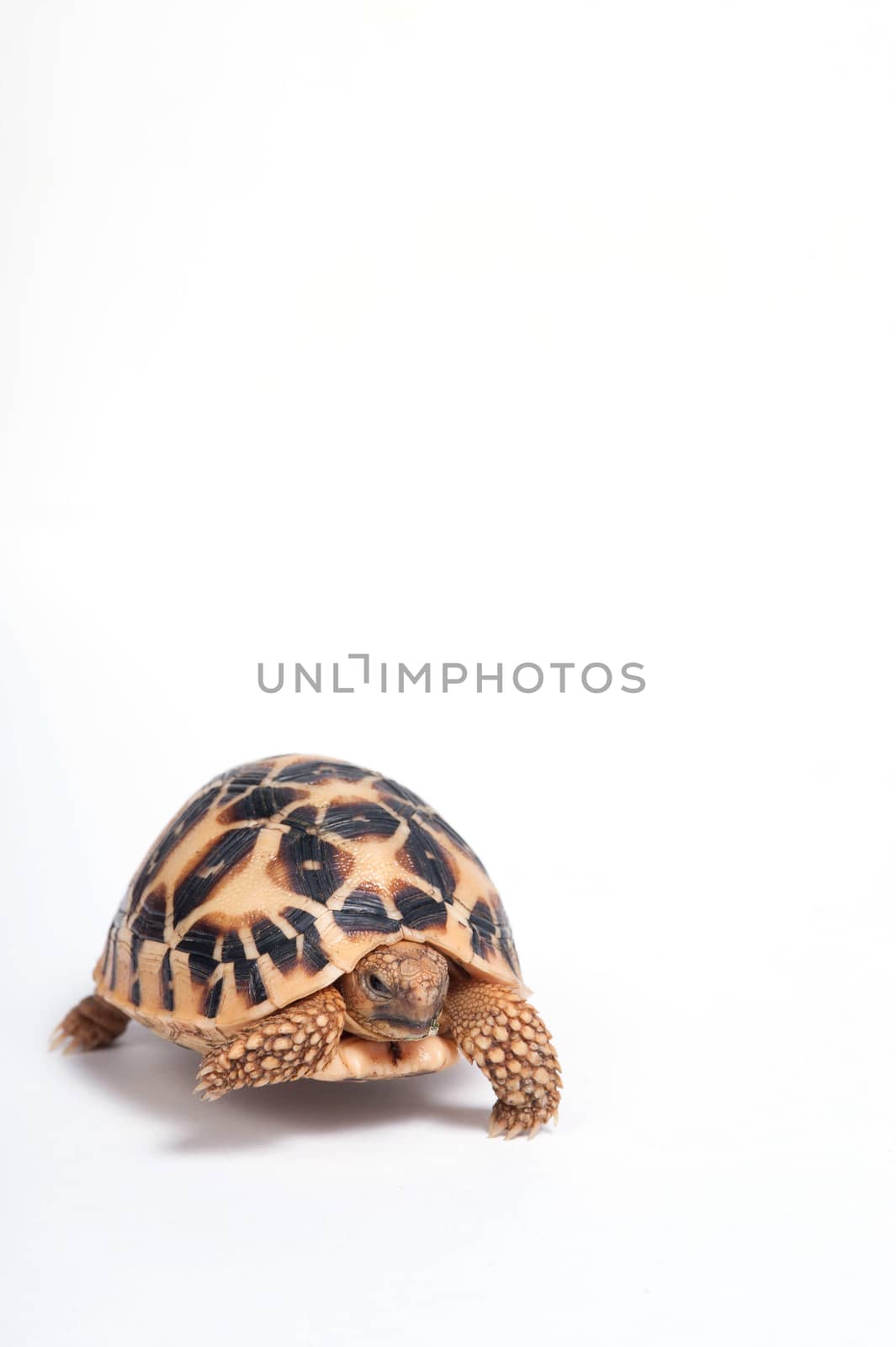 Indian Star Tortoise (Geochelone elegans) isolated on white background.