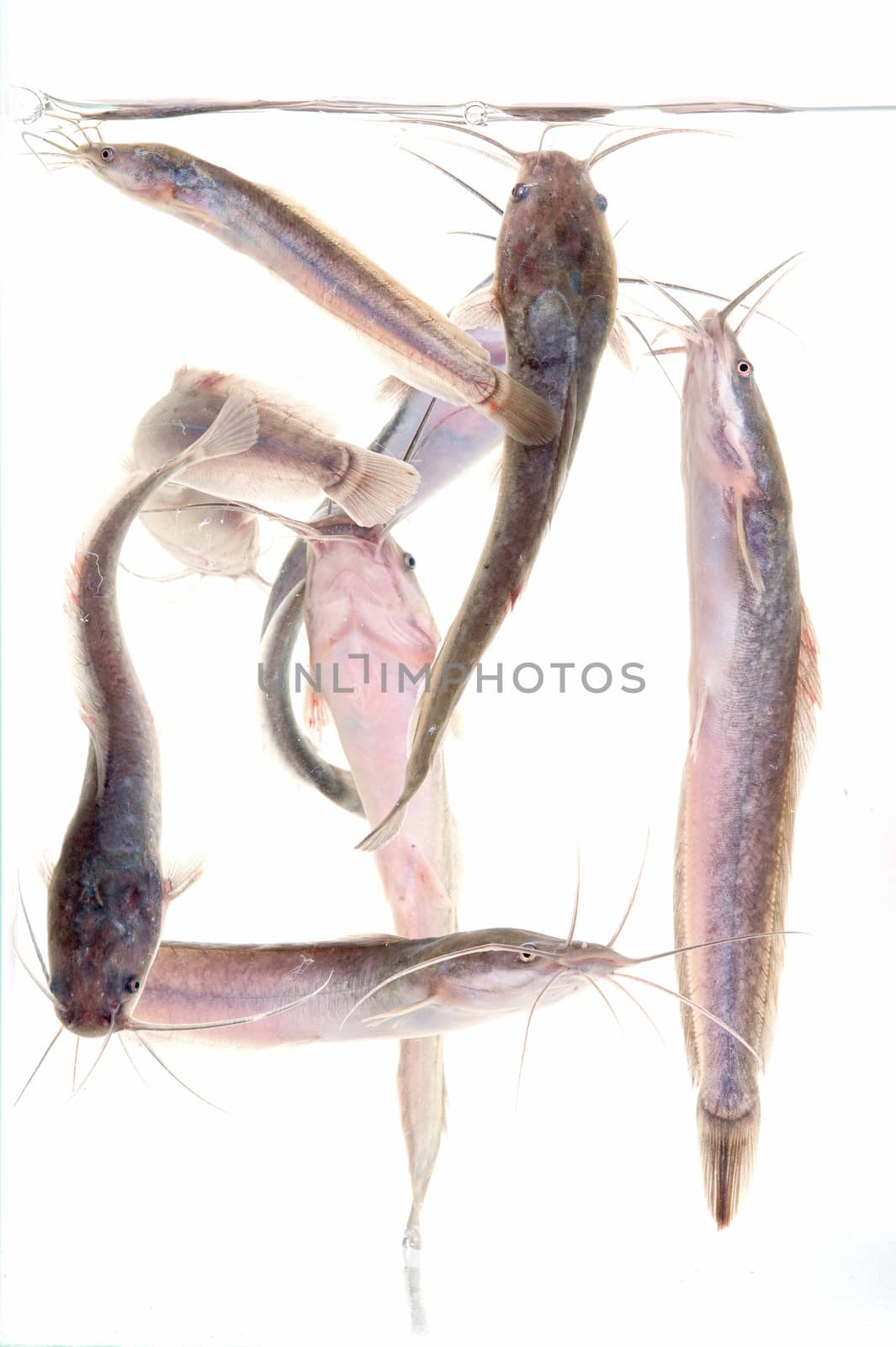 group of catfish in tank