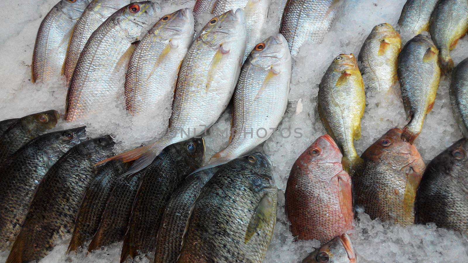 Fresh fishes by tang90246