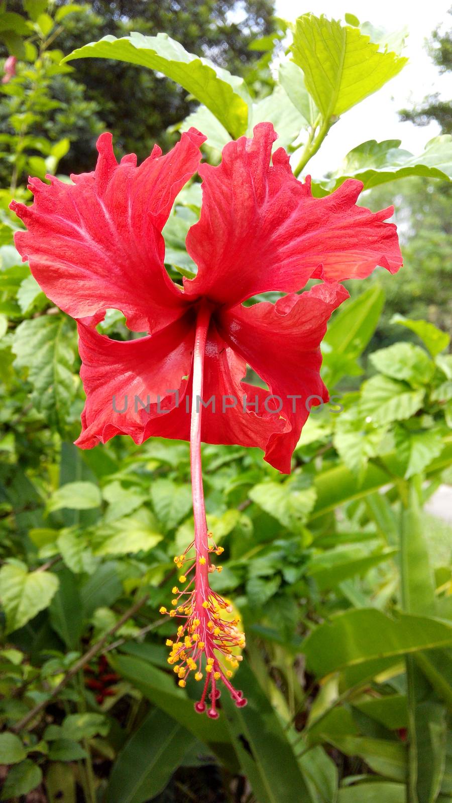 Red hibiscus in the garden with green background