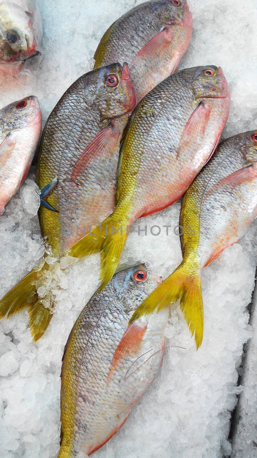 Fresh fishes display in market for sell