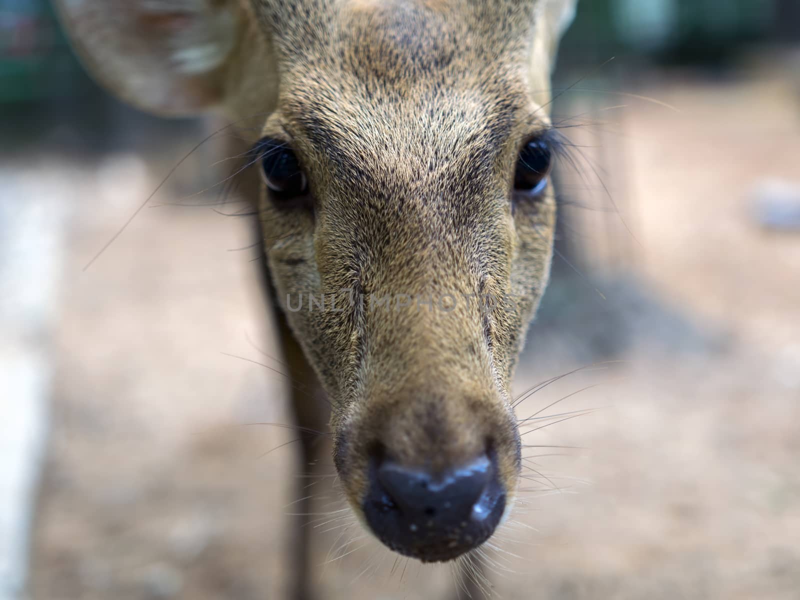 Indian Hog Deer Muzzle (Hyelaphus porcinus), Nong Nooch Garden, Thailand.