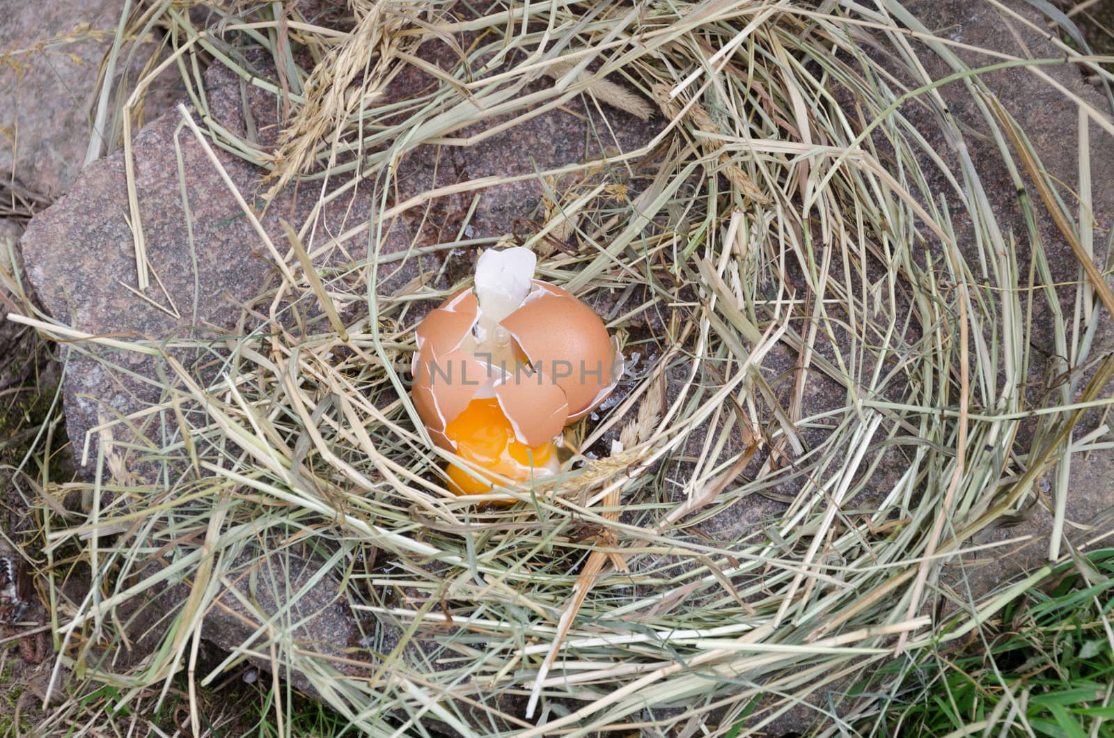 broken chicken eggs on stone and hay outdoor by sauletas