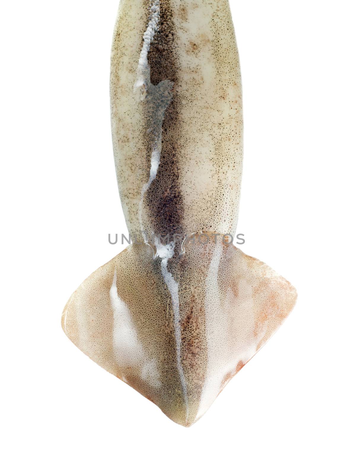 Squid tail isolated on a white background 