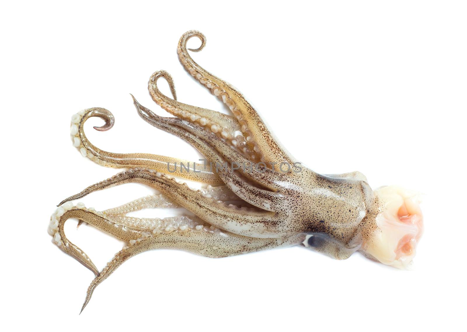 Squid tail isolated on a white background