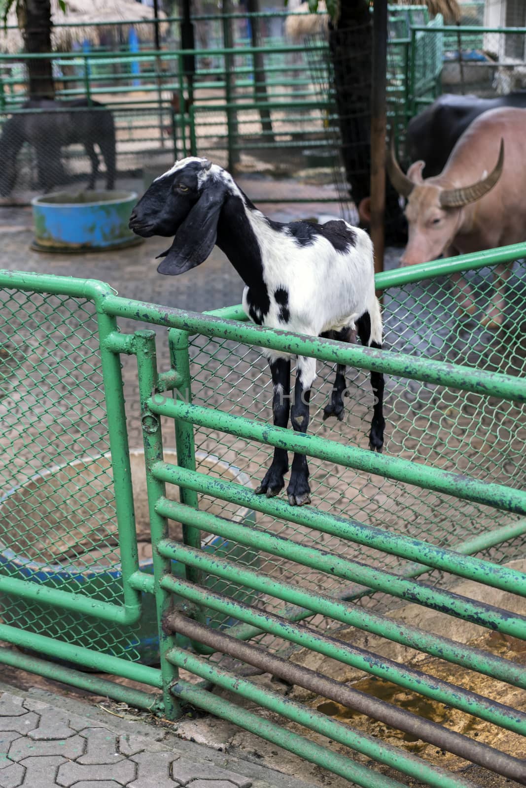 Goat Levitation (Almost) in Nong Nooch Garden, Thailand.