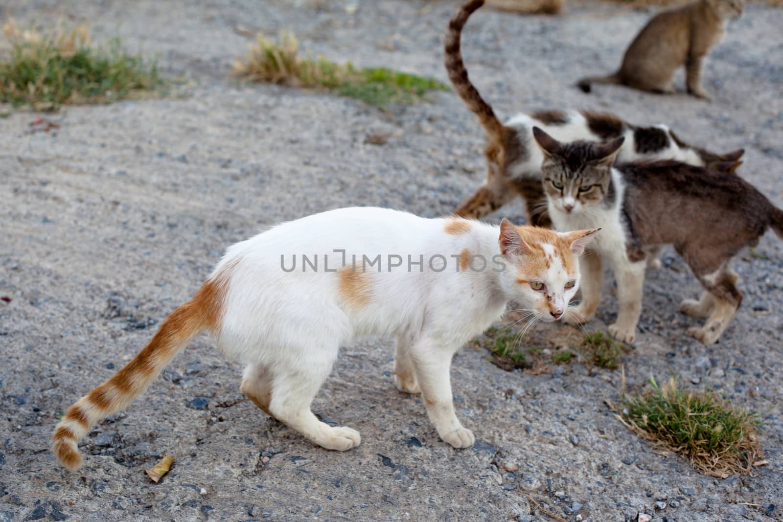 Several homeless cats on a yard 
