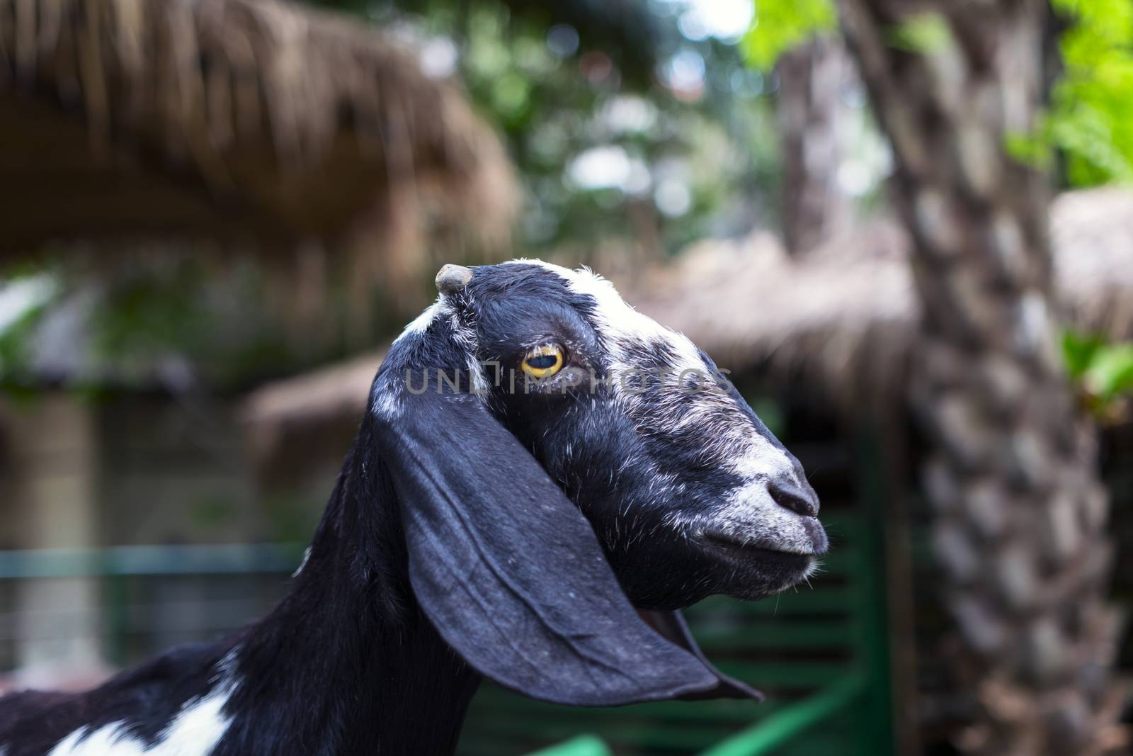 Muzzle Goat, Thailand.  2015 - Year of Goat.