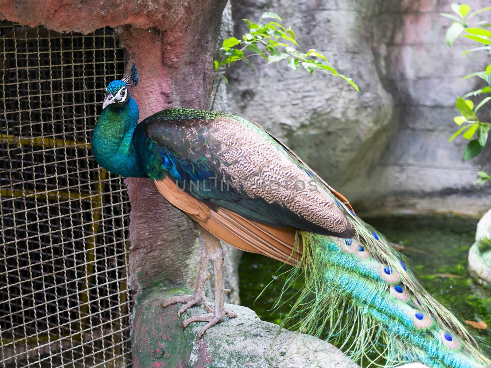 Peacock in Small Zoo, Nong Nooch Garden, Thailand.