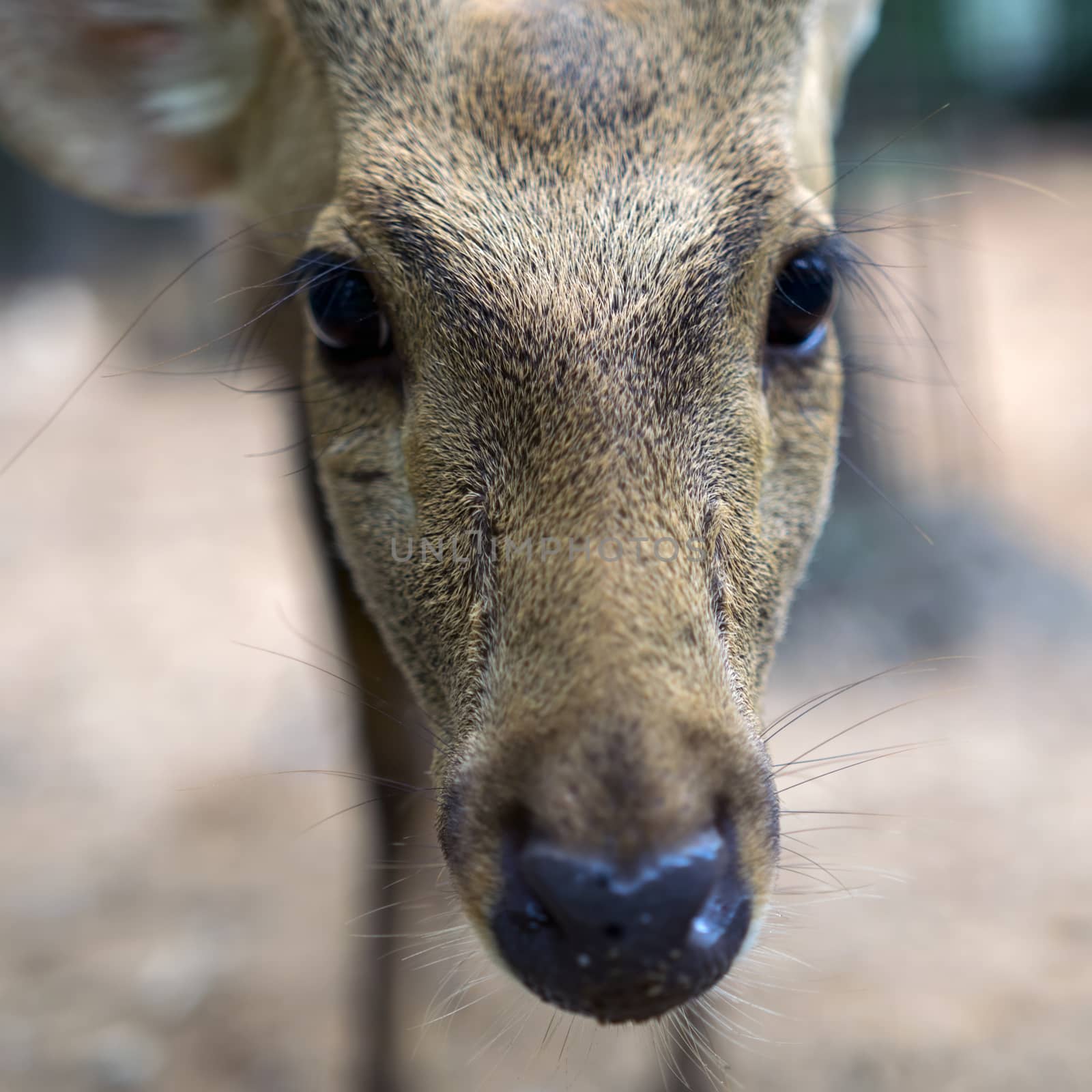 Indian Hog Deer Portrait. 1x1. by GNNick