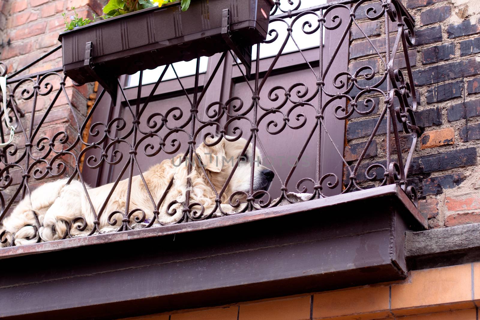 Big white dog lying in a small balcony
