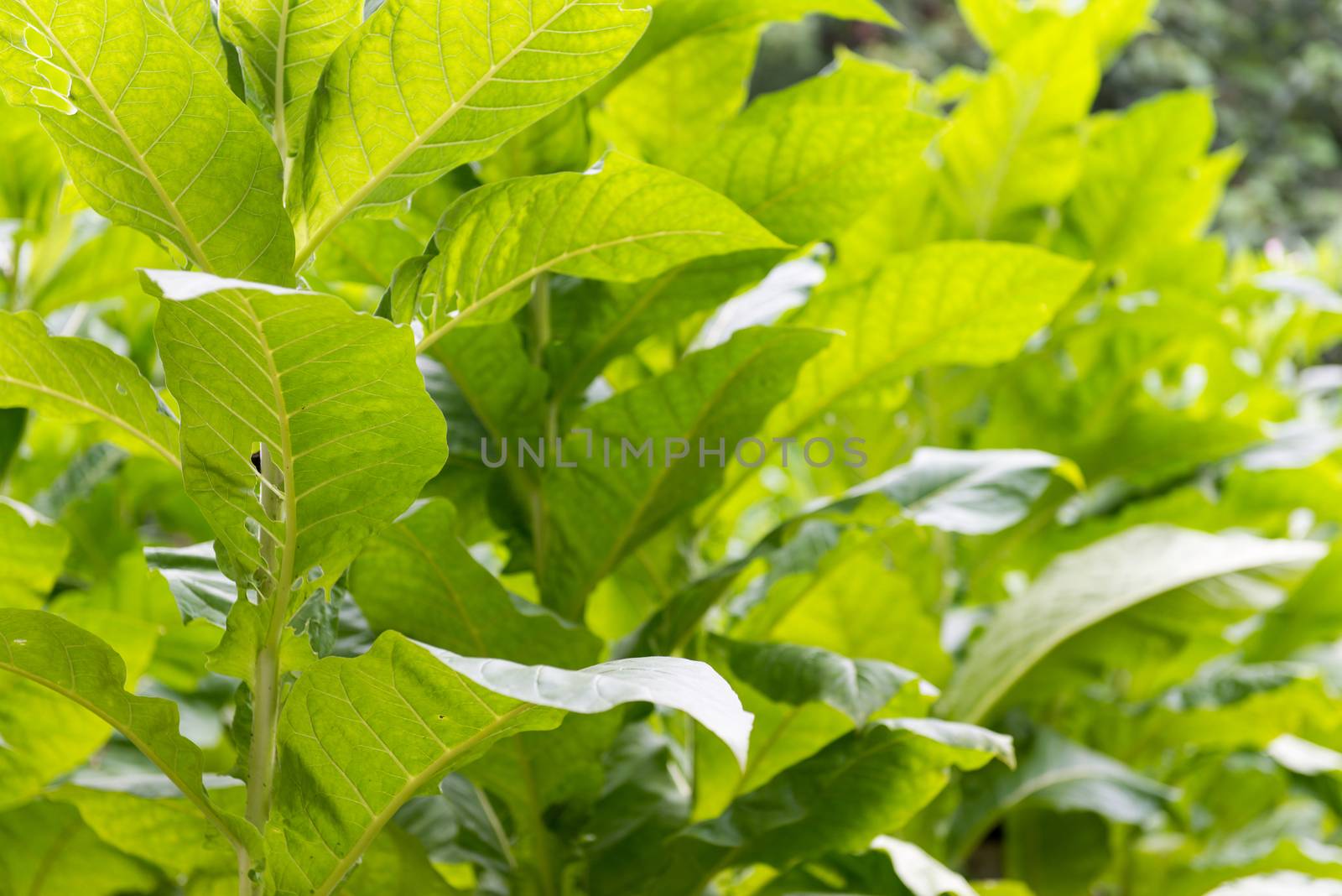Fresh green tobacco plant by Arrxxx