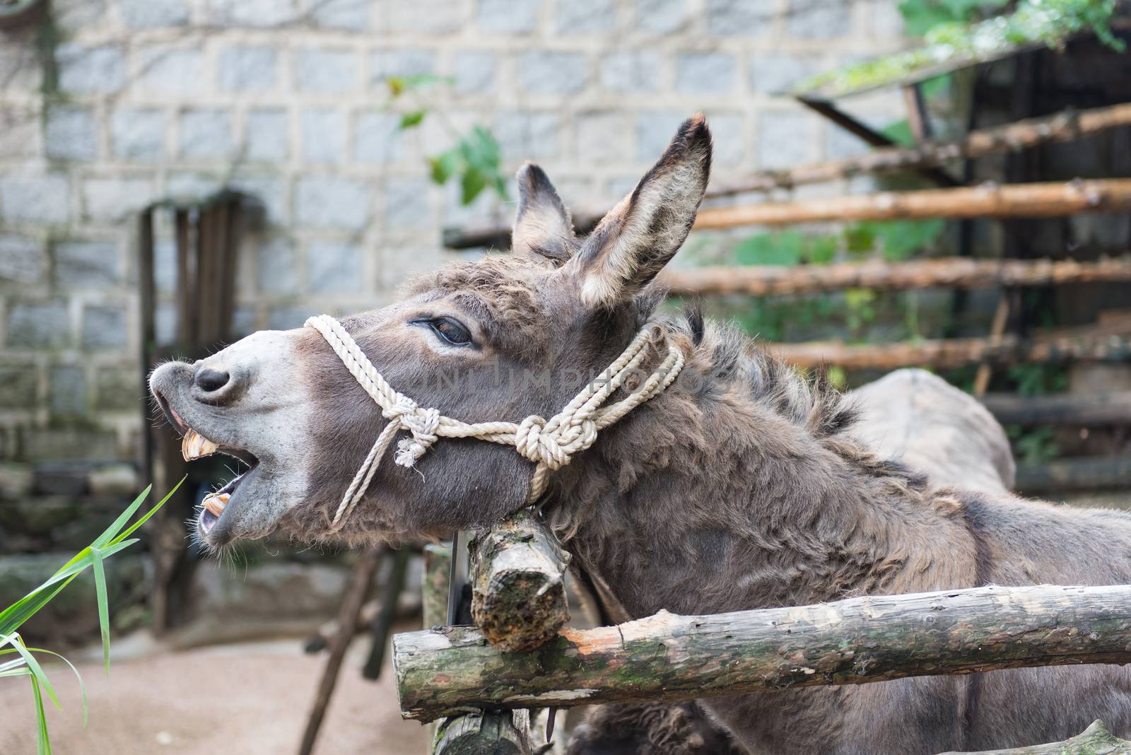 Grey donkey in tis enclosure with rope around the head as halter eating grass
