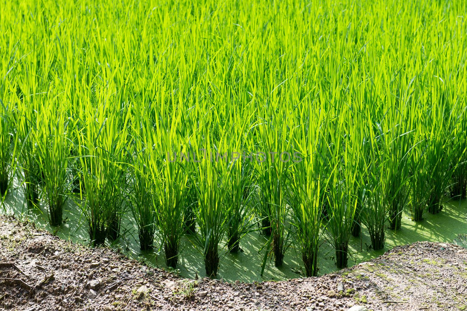 Green rice field background by Arrxxx