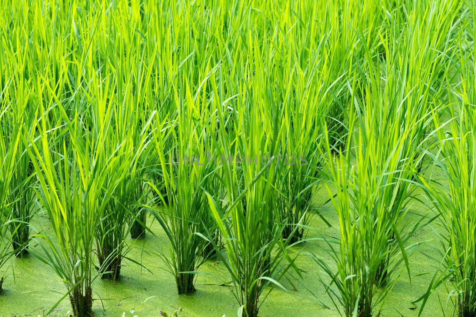 Green rice field background with young rice plants