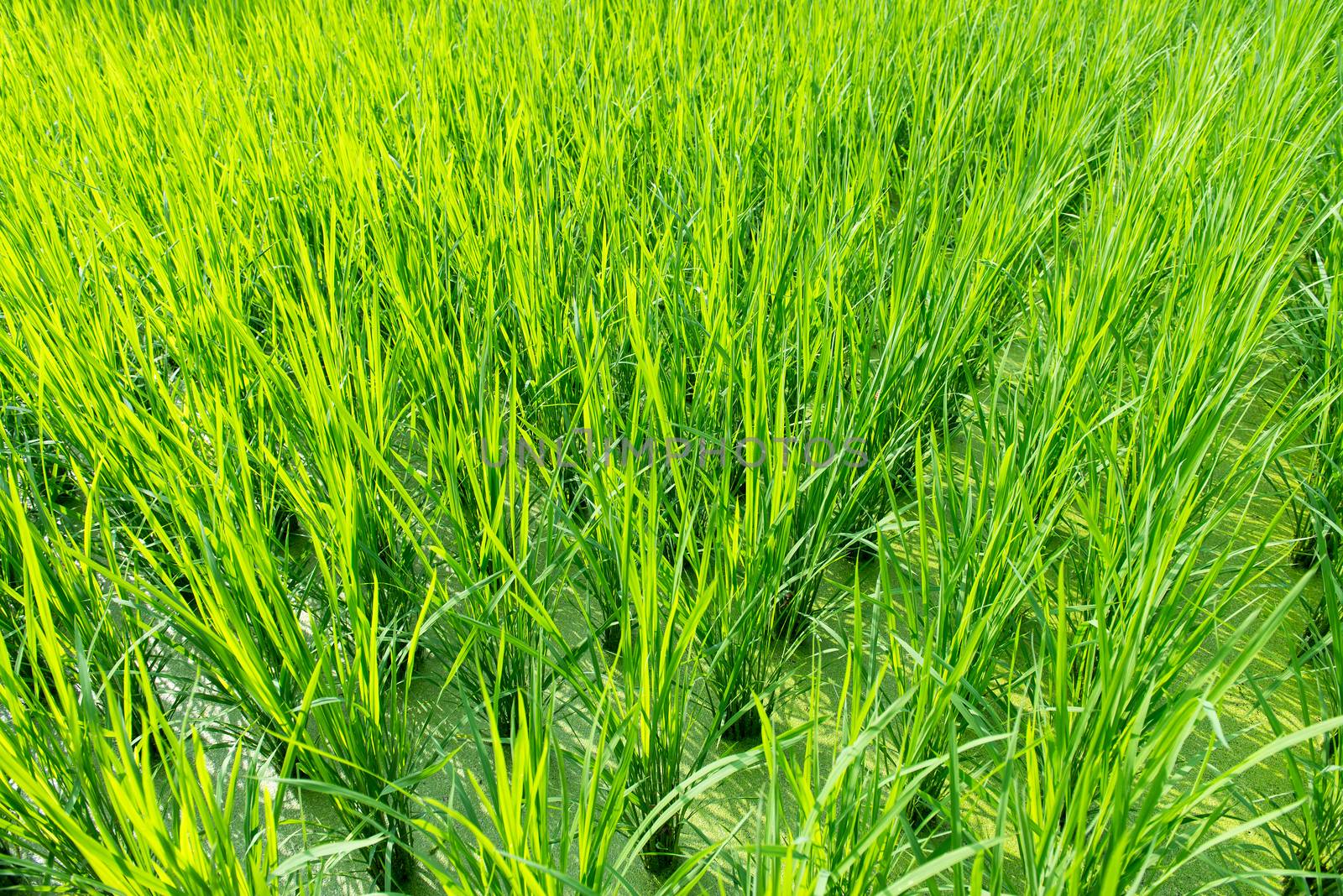 Green rice field background by Arrxxx