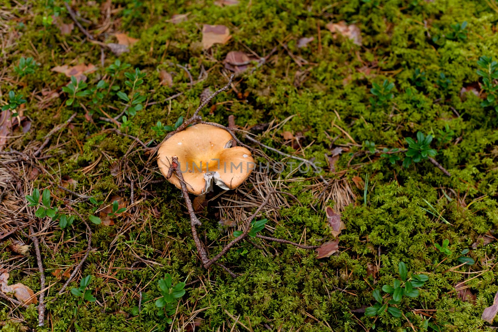 Yellow mushroom in a forest
