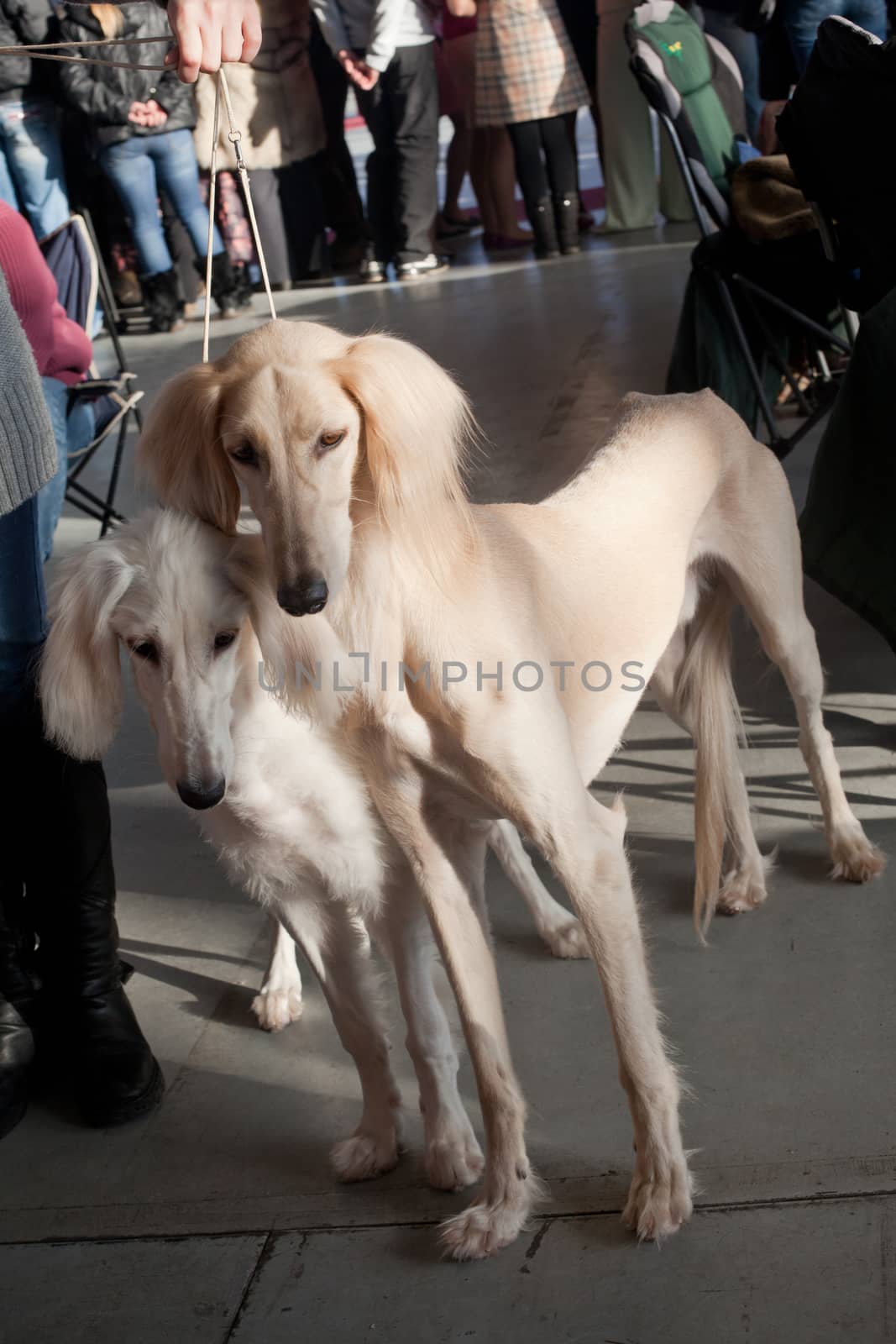 A portrait of two white salukis
