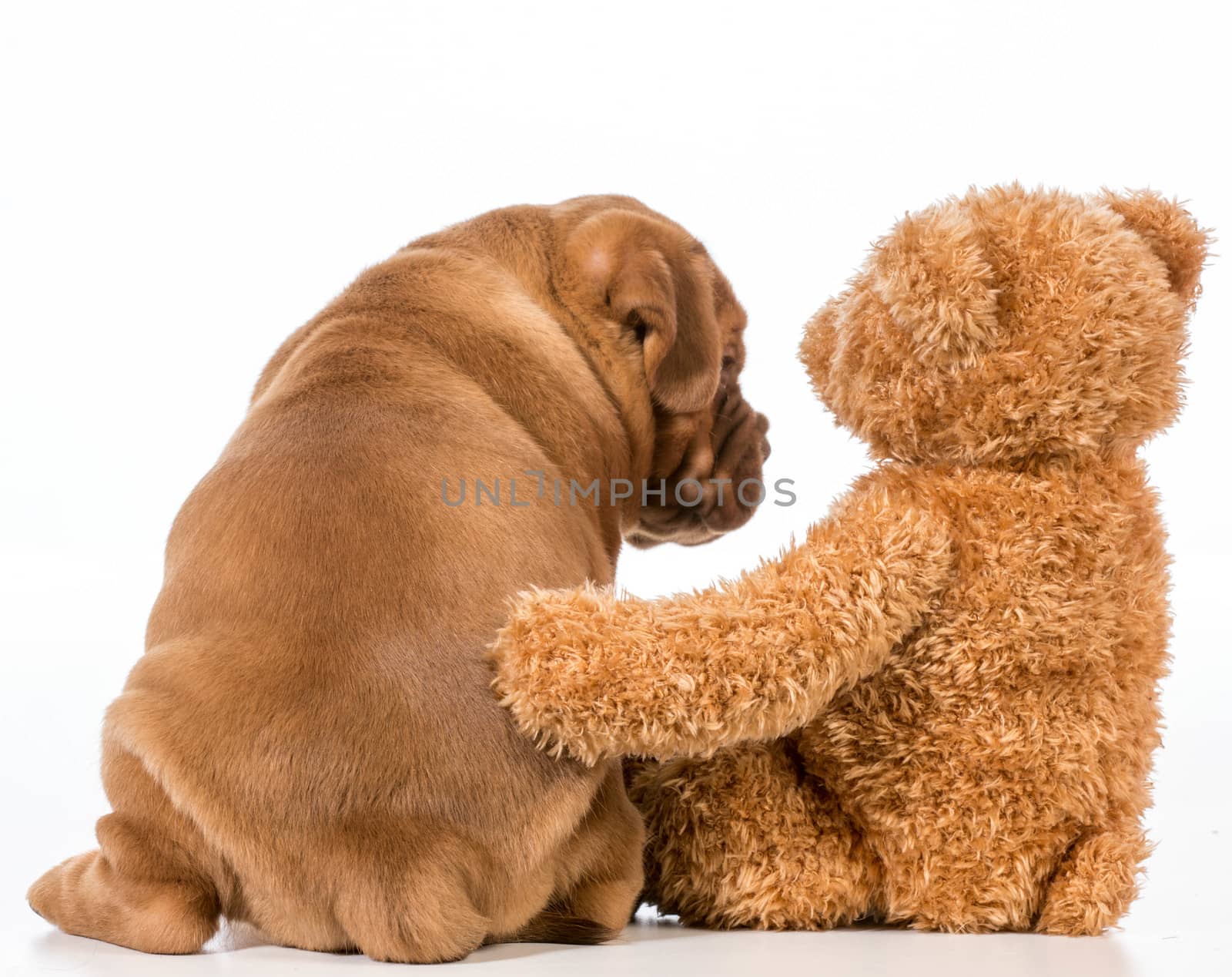 best friends - dog and teddy bear with arms around each other