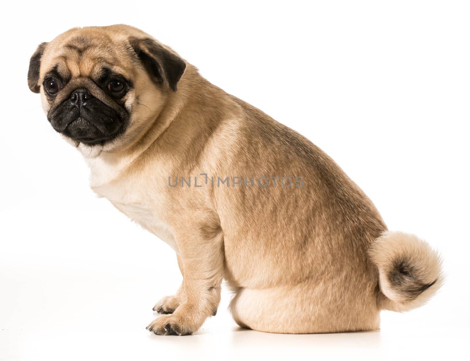 worried dog - pug with worried expression sitting on white background