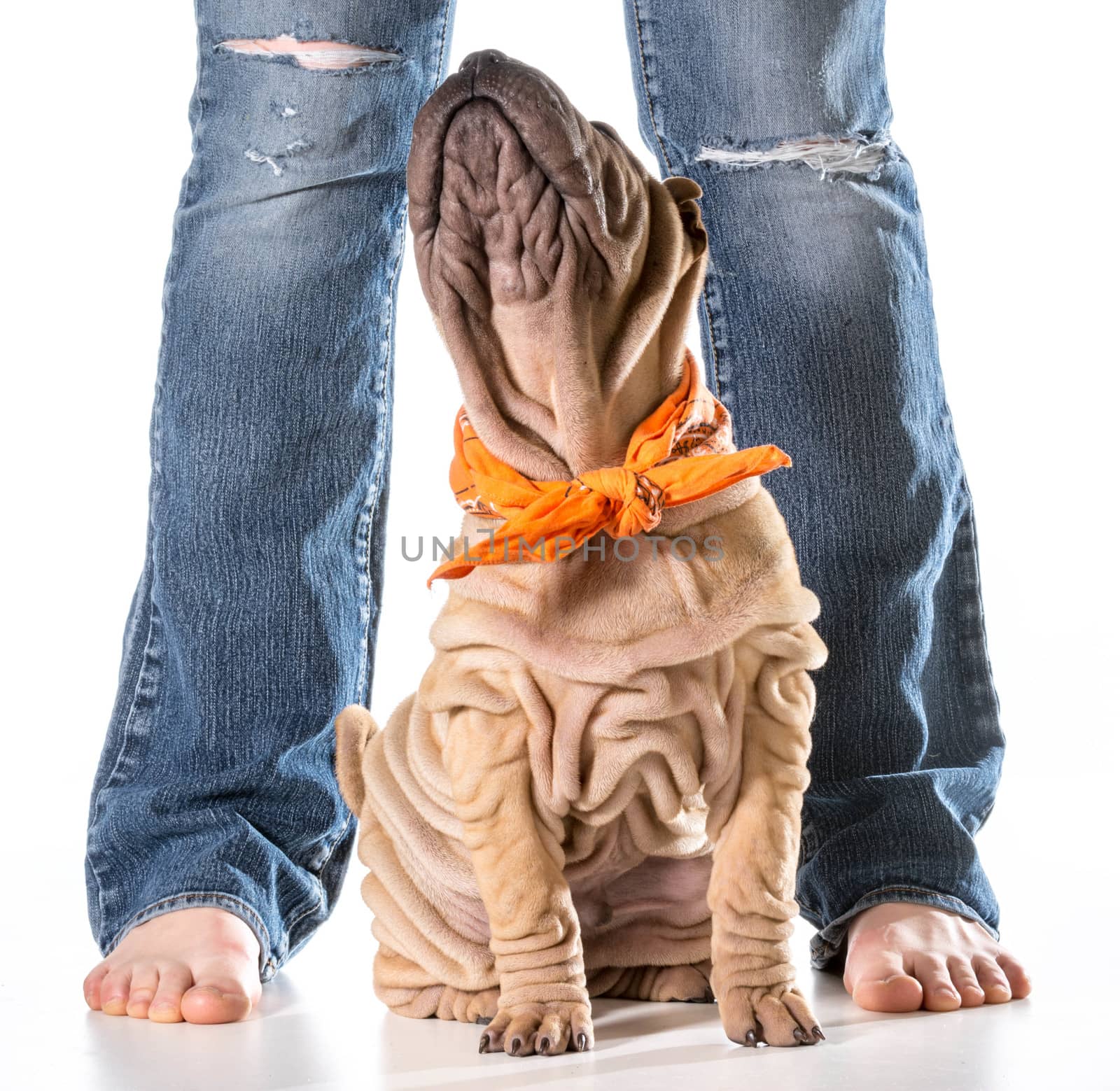 dog and owner - chinese shar pei sitting looking up at owner isolated on white background