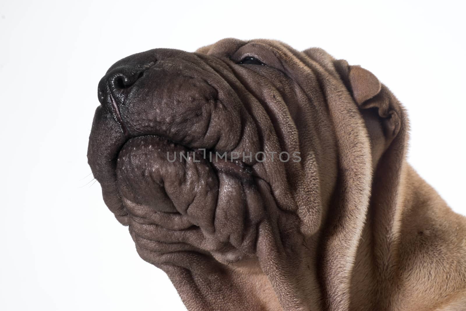 chinese shar pei head portrait isolated on white background