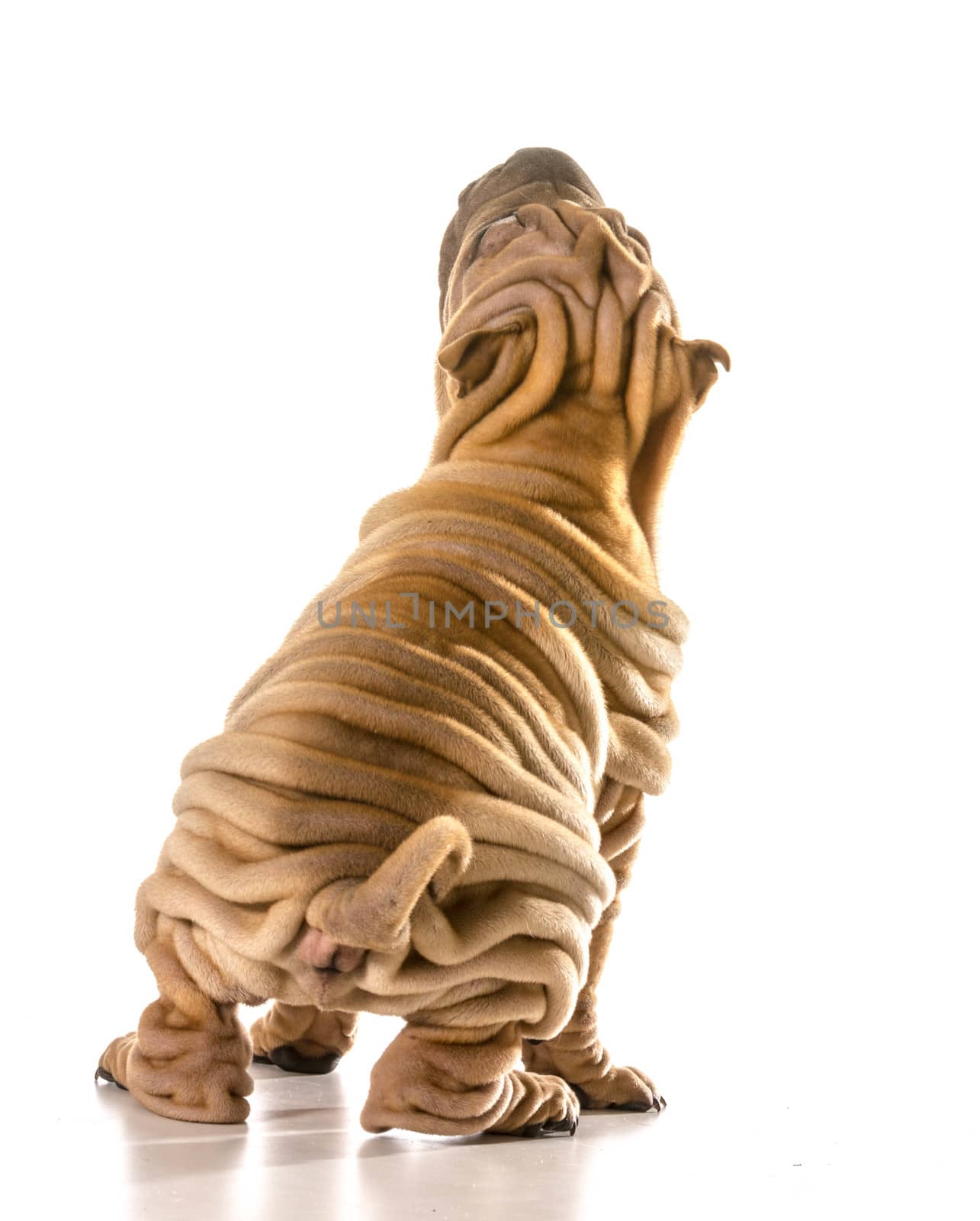 chinese shar pei sitting looking up isolated on white background