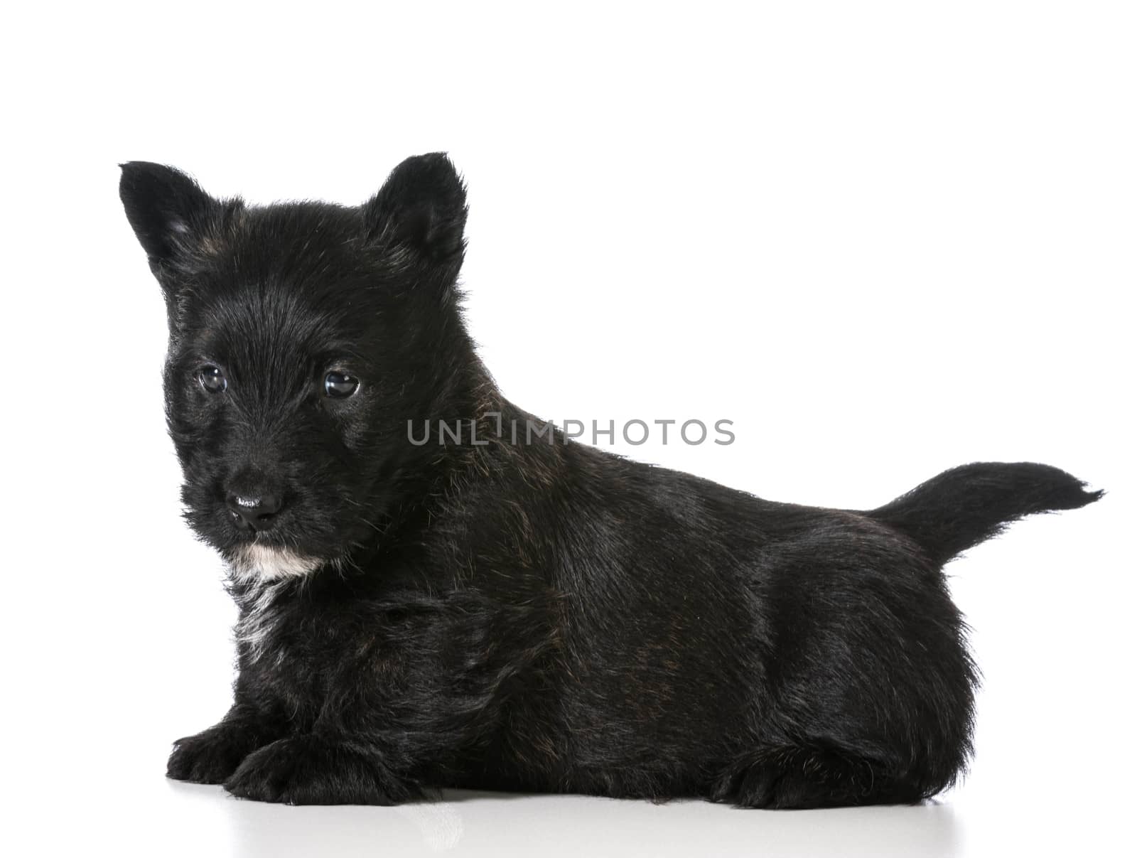 scottish terrier puppy sitting isolated on white background