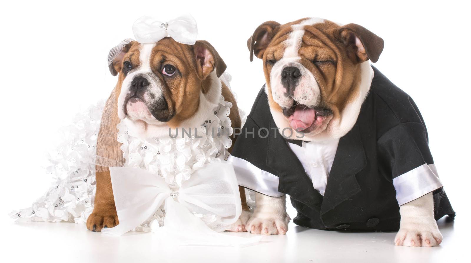 dog bride and groom by willeecole123