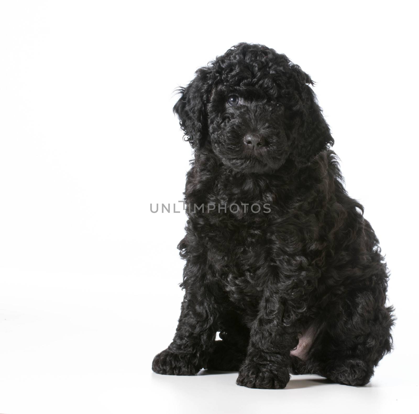 barbet puppy sitting looking at viewer - 7 weeks old