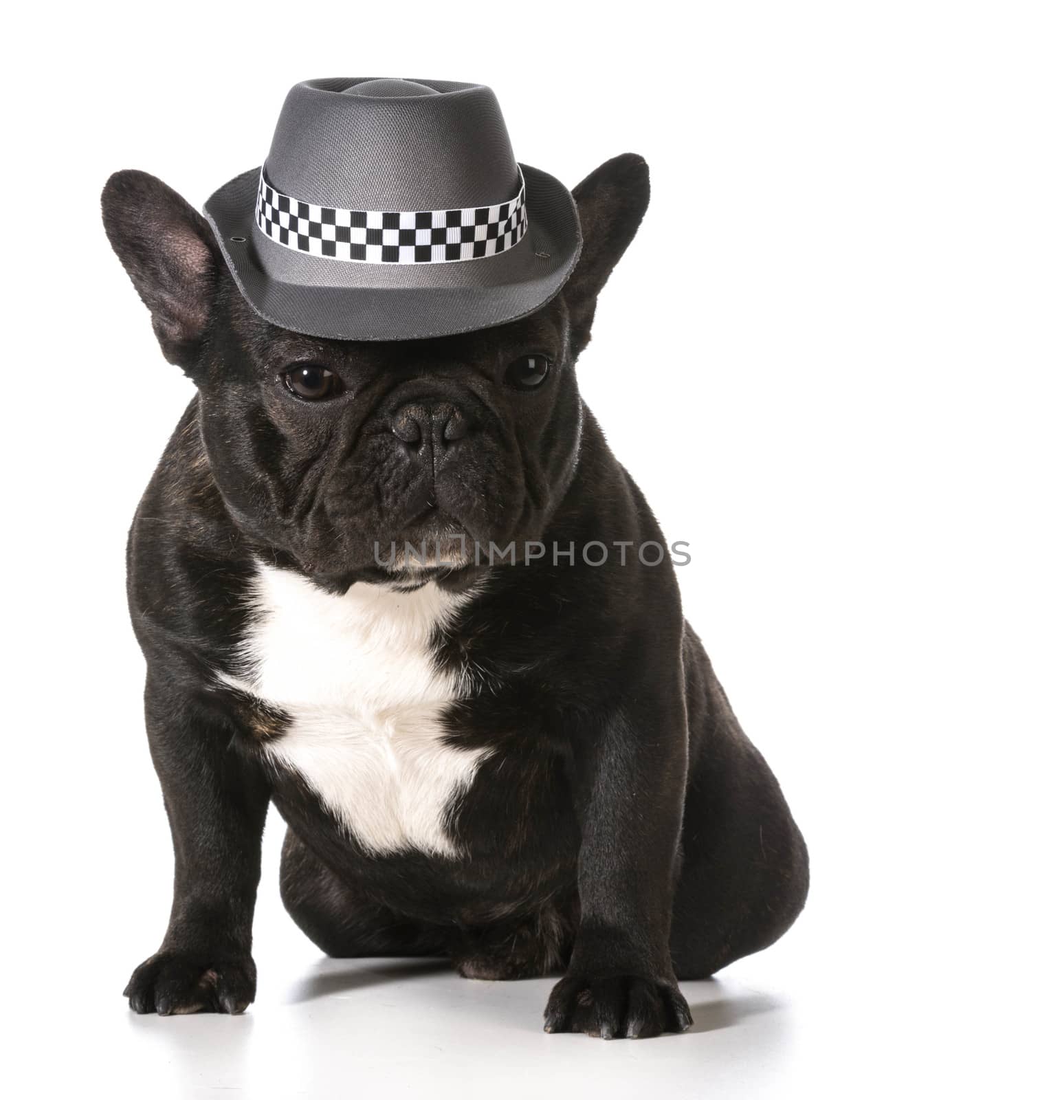 cute french bulldog wearing fedora