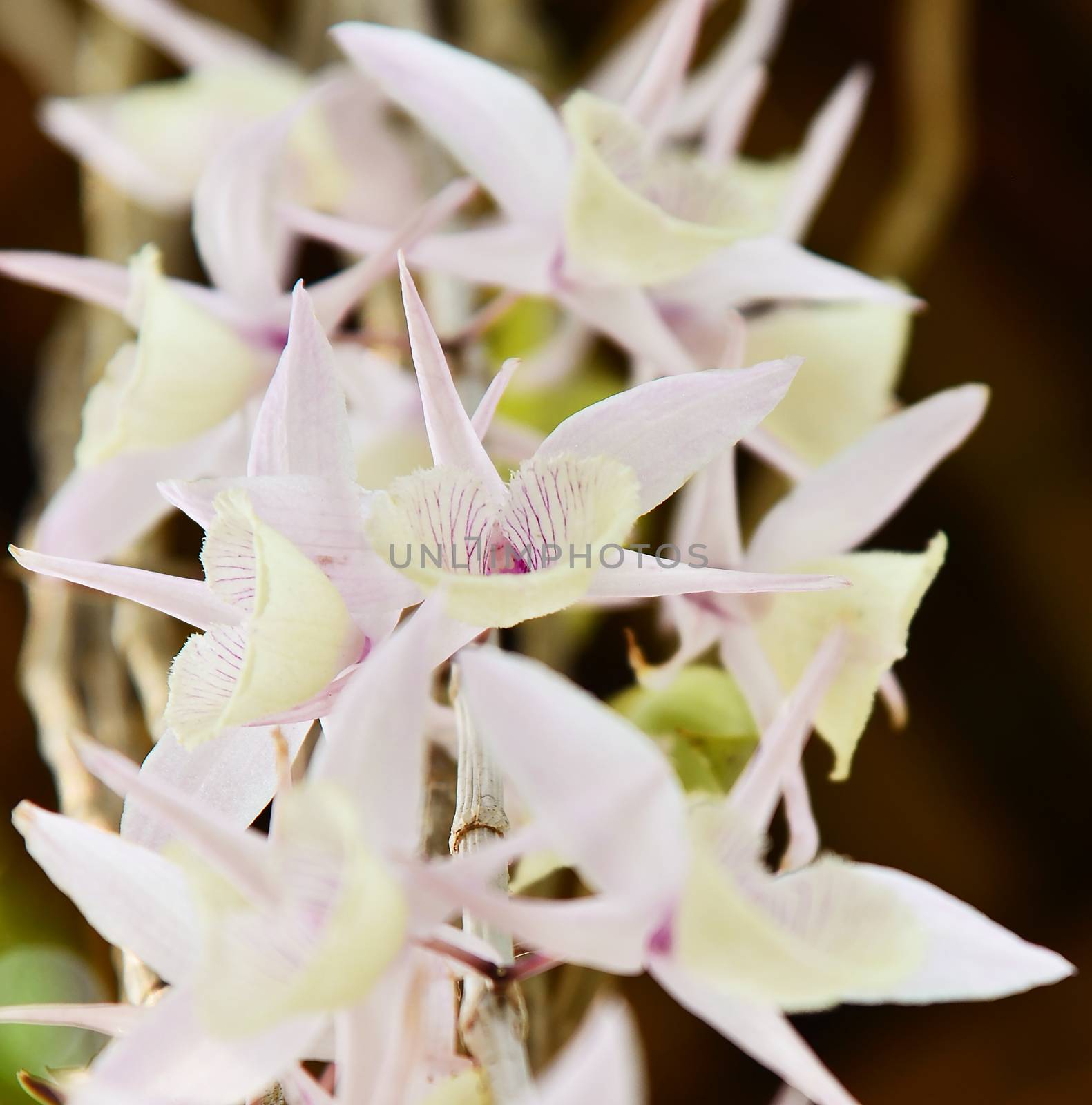 orchid flower