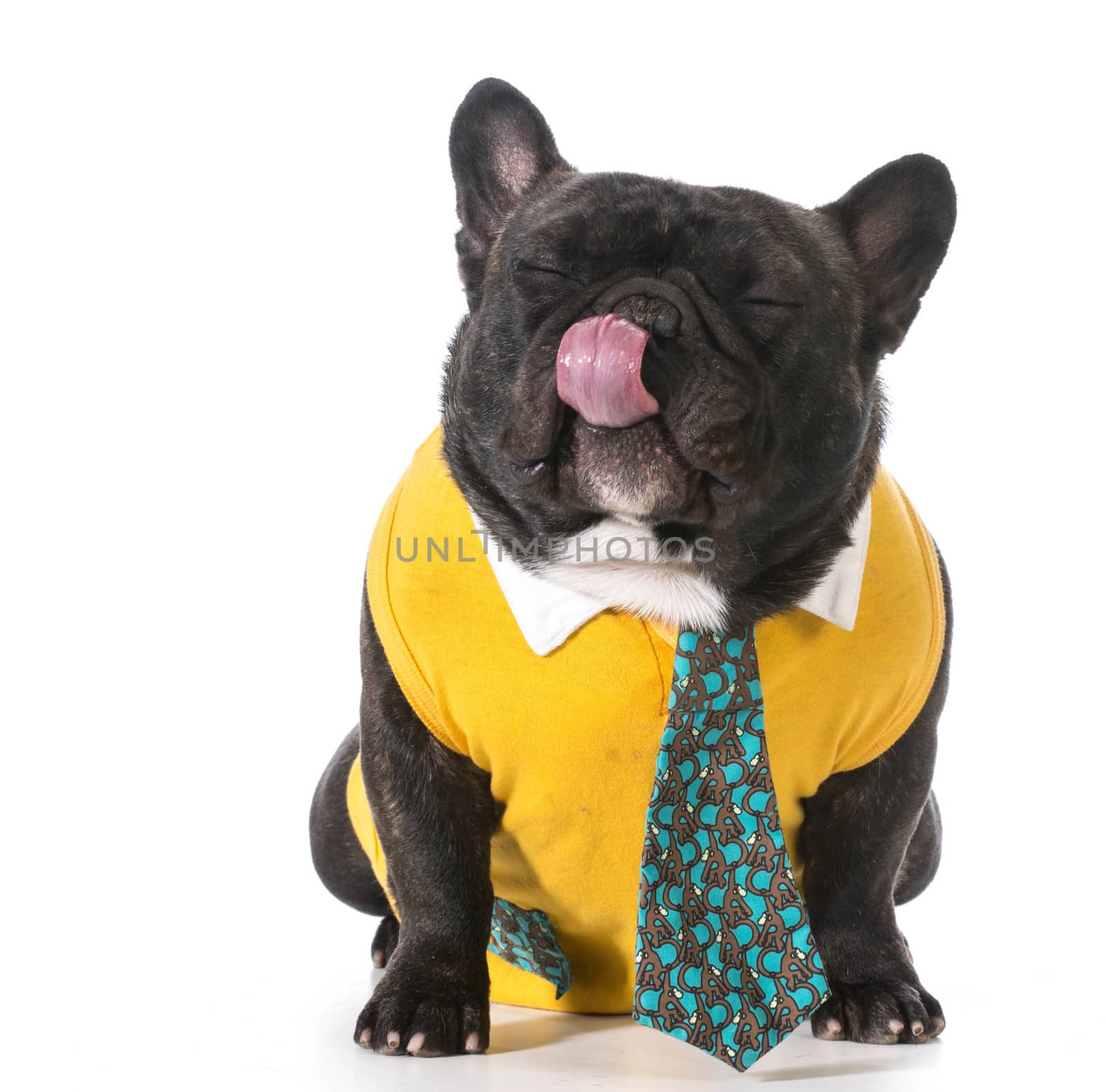 french bulldog wearing shirt and tie with silly expression