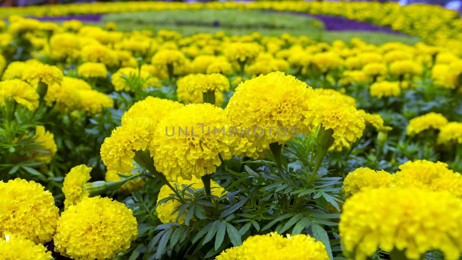 Tagetes erecta or African Marigold in Nong Nooch Garden, Thailand.