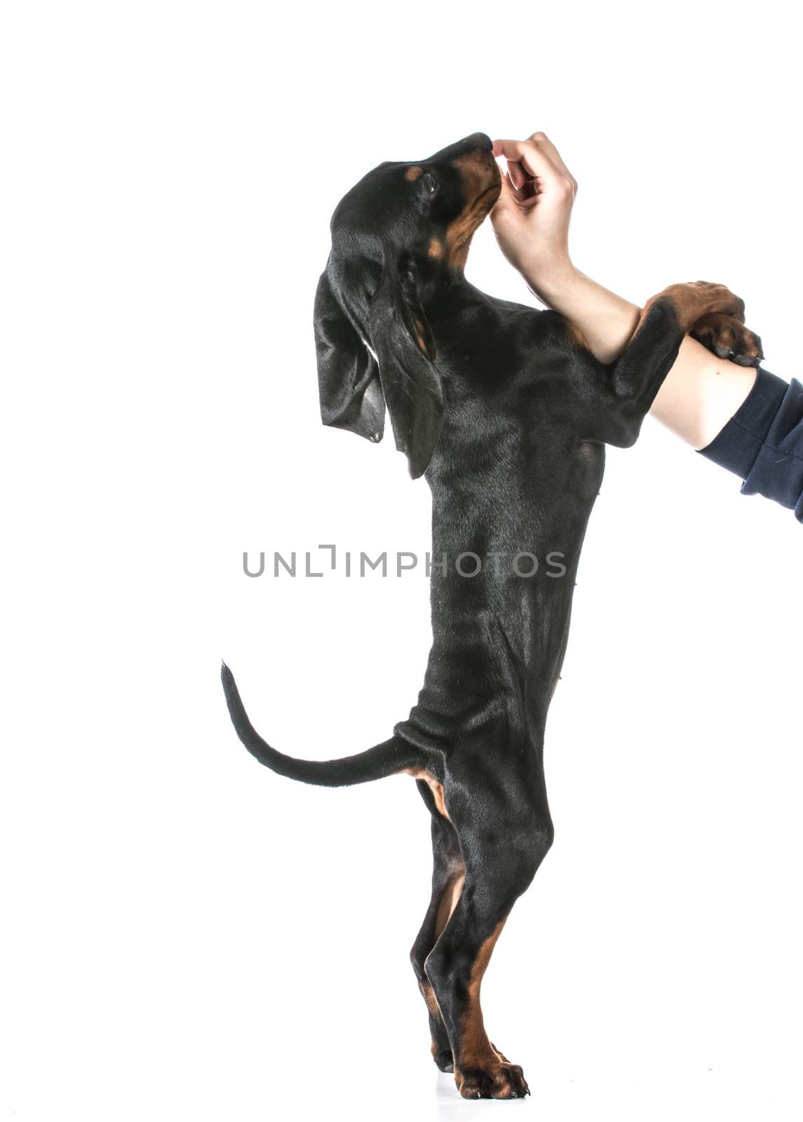 dog training - woman's hand feeding dog a treat while teaching it to stand on it's back legs