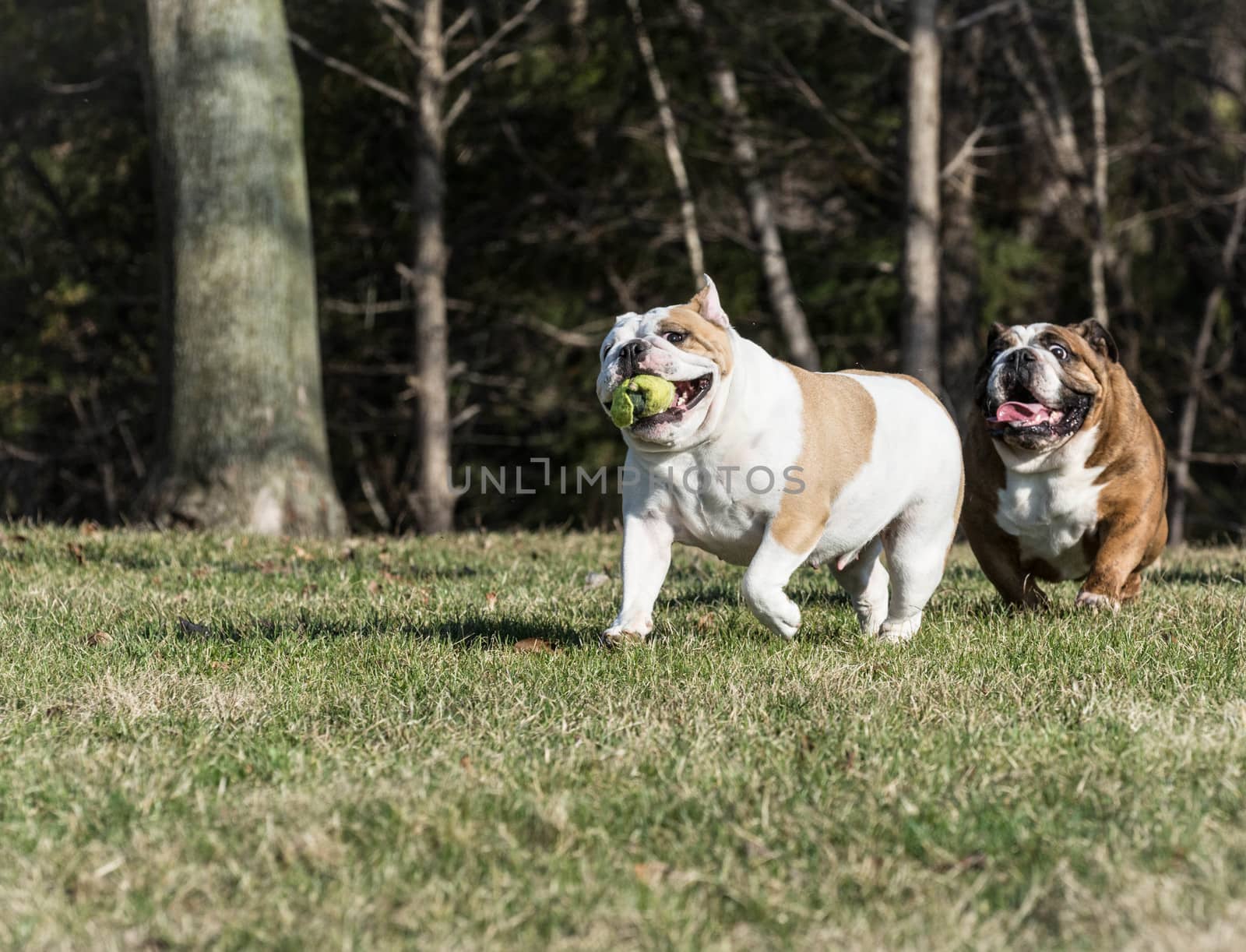 two english bulldogs playing catch with a tennis ball