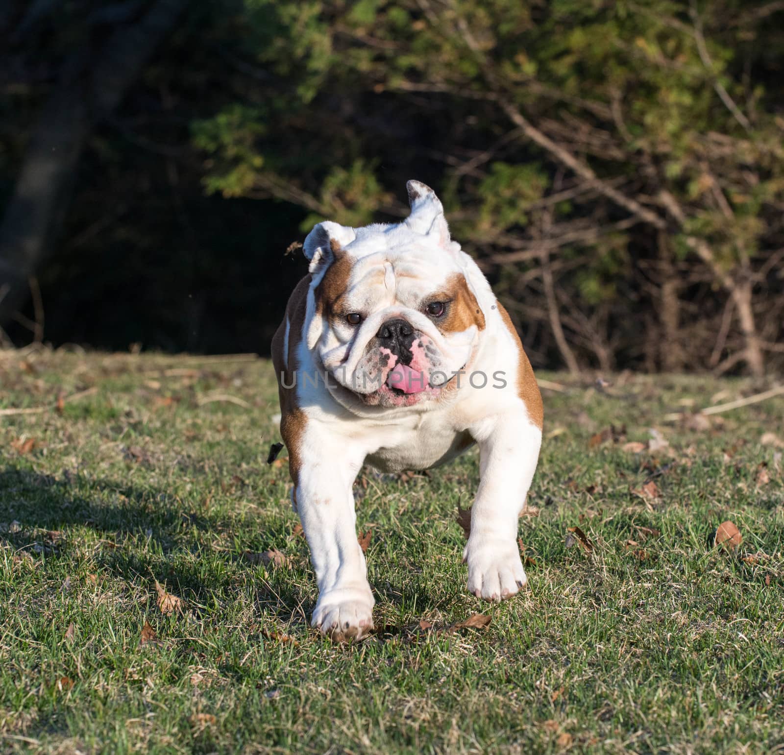 english bulldog running in the grass