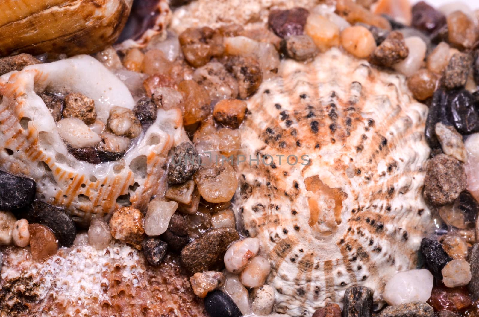 Background of sea shells by underworld