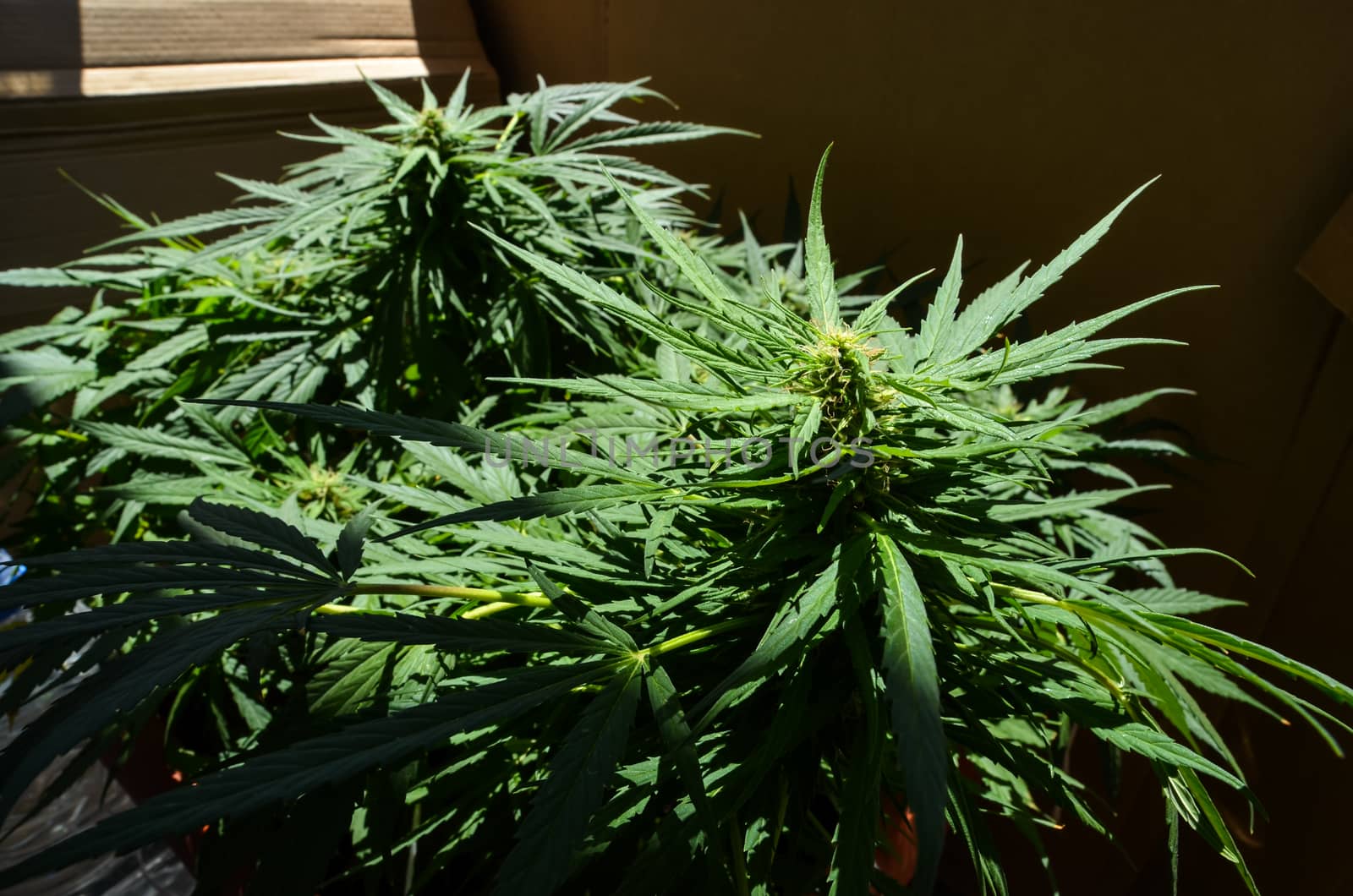 Blooming Cannabis Marijuana Green Buds mature Flowers
