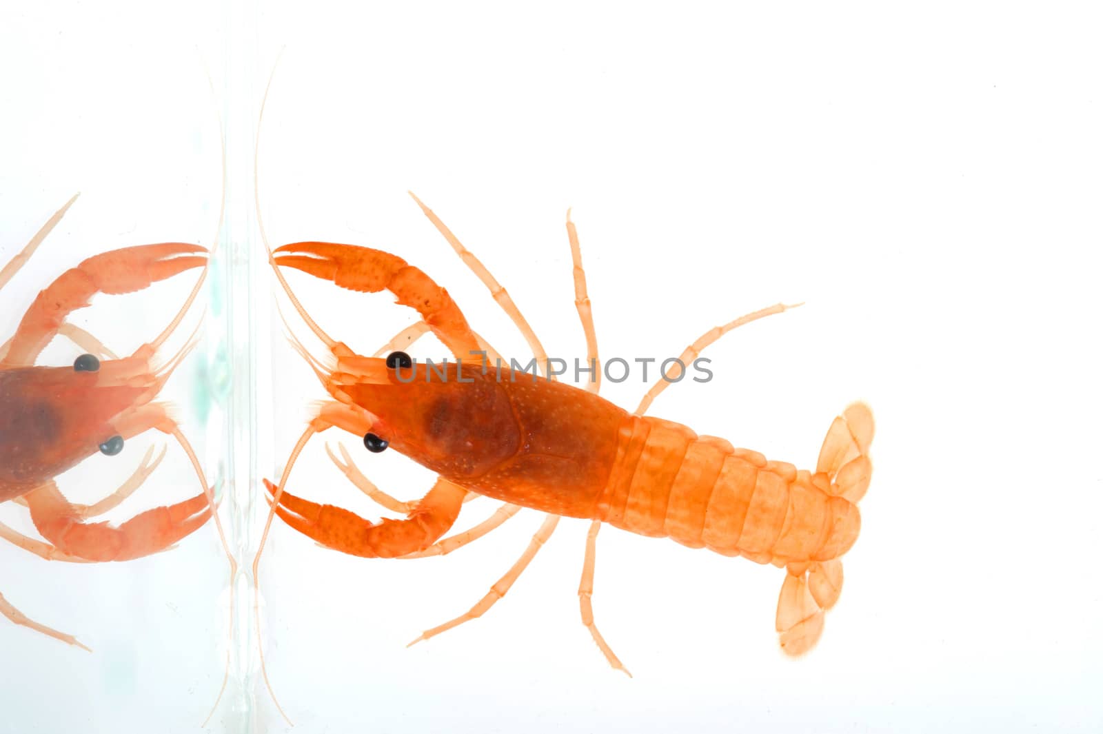 Freshwater crayfish by think4photop