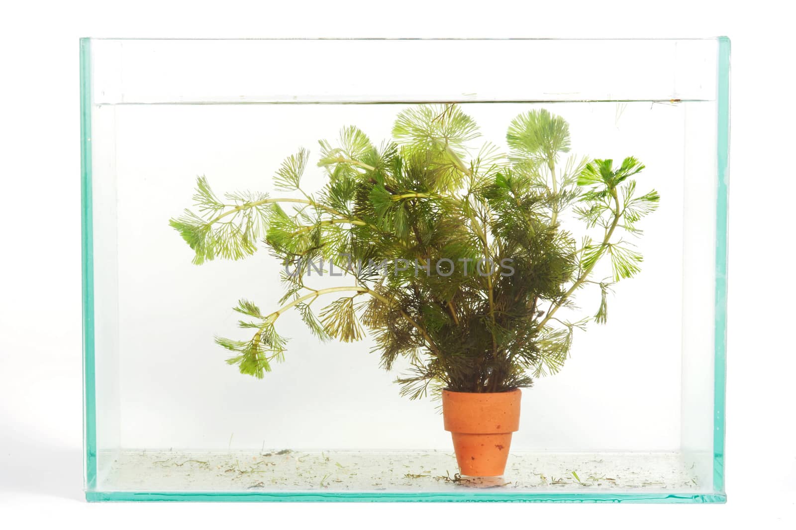 Green Aquarium Plant (Hydrilla)