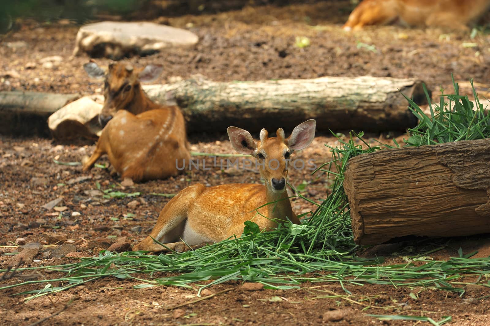 Young dear in the zoo