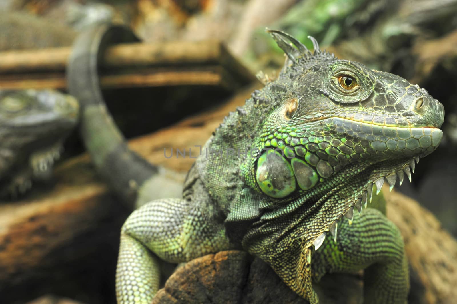Green Iguana by think4photop
