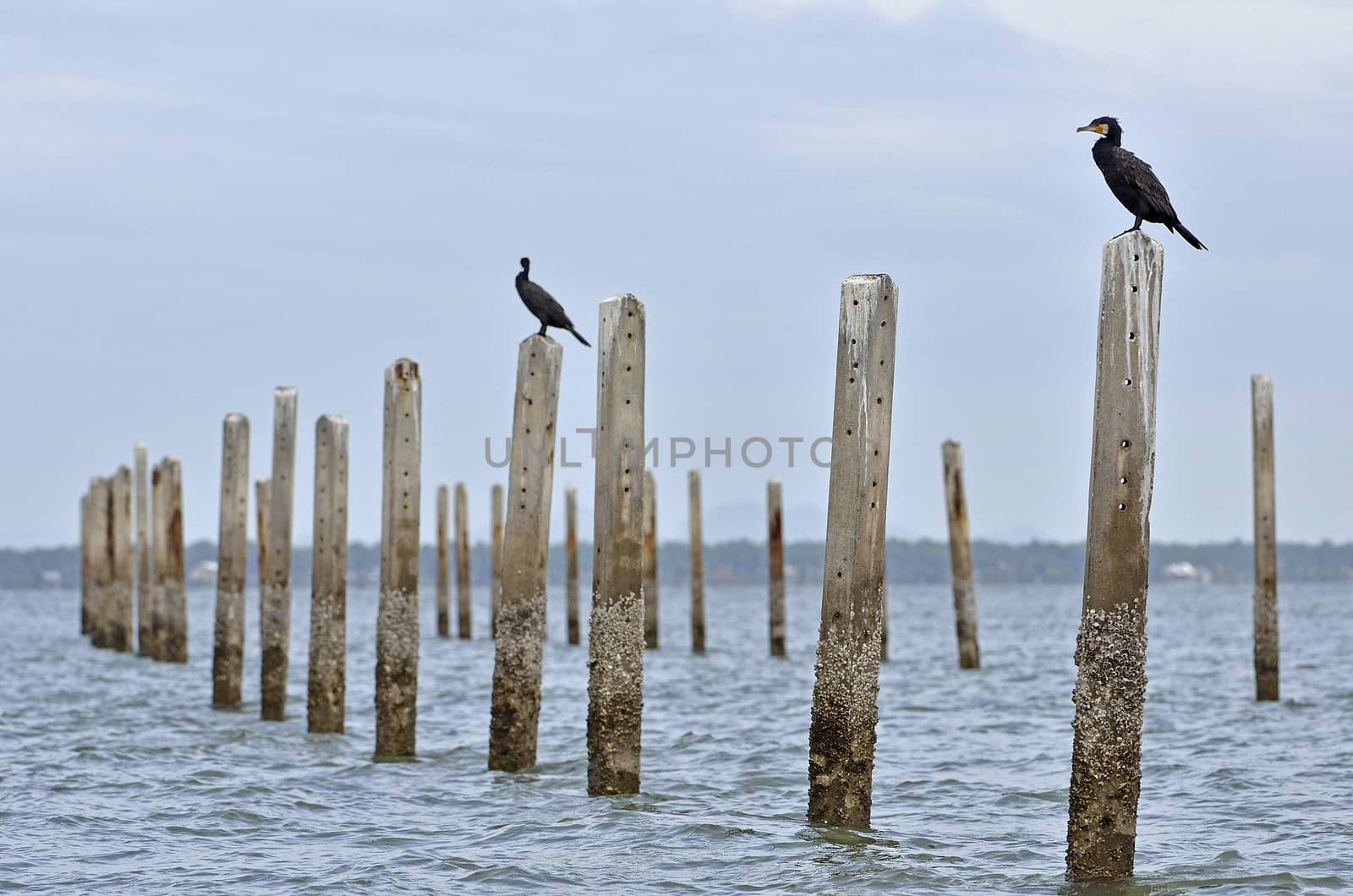 Great Cormorant resting after fishing, Samutsakorn,Thailand.