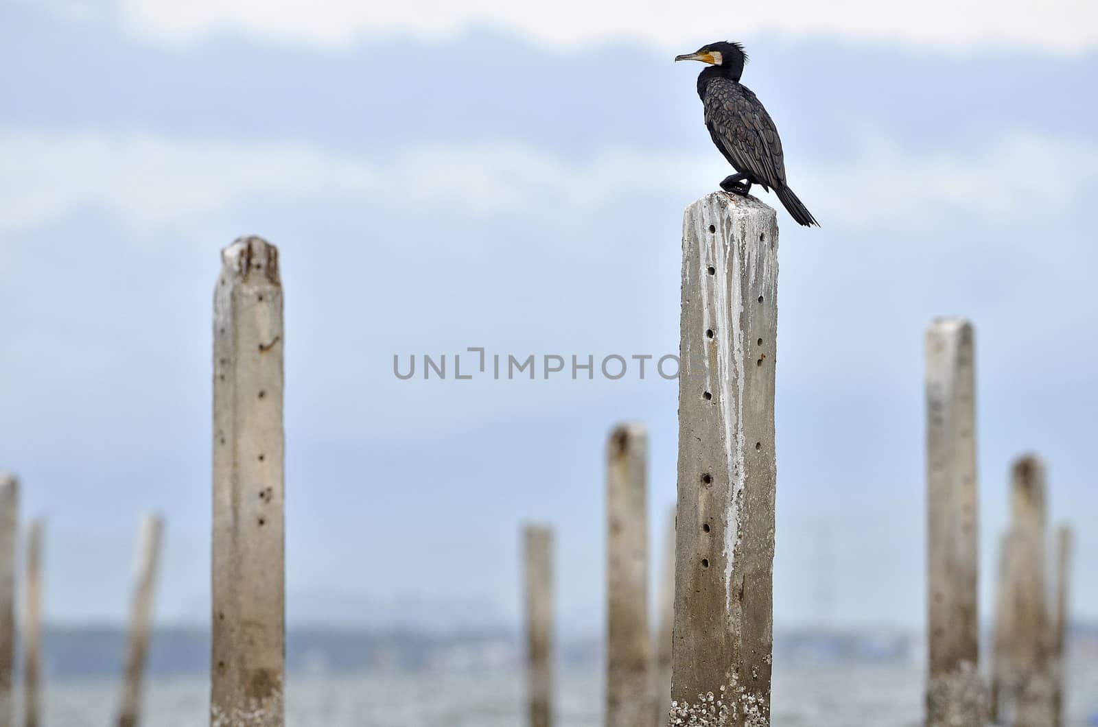Great Cormorant resting after fishing, Samutsakorn,Thailand. by think4photop