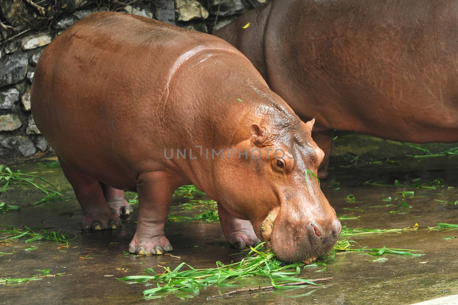 The Shot of Hippopotamus eating on the ground taken in the zoo.