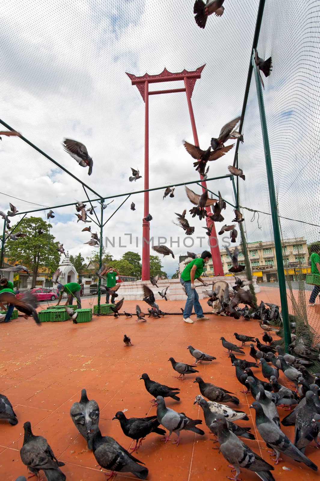 catch the Pigeons protect bird flu in Bangkok, Thailand.